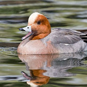 Eurasian Wigeon